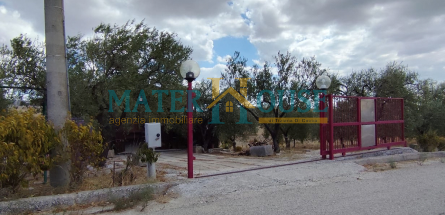 C/2 con Terreno Olivato – Stazione “La Martella”